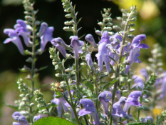 Scutellaria incanaGlidkruid bestellen